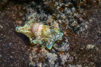 Micromelo undatus , ist eine seltene Art kleiner Meeresschnecken.